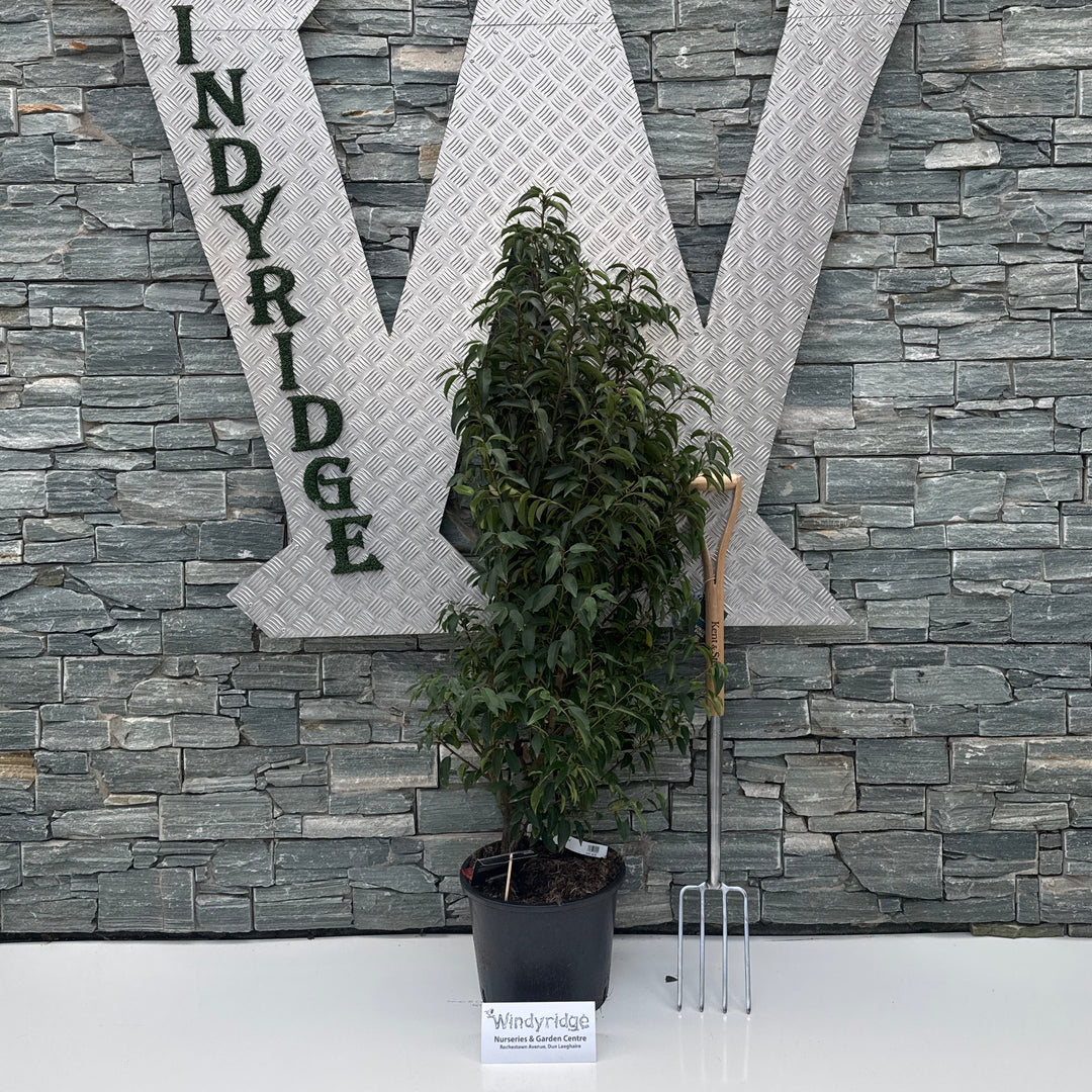 Prunus lus. Angustifolia