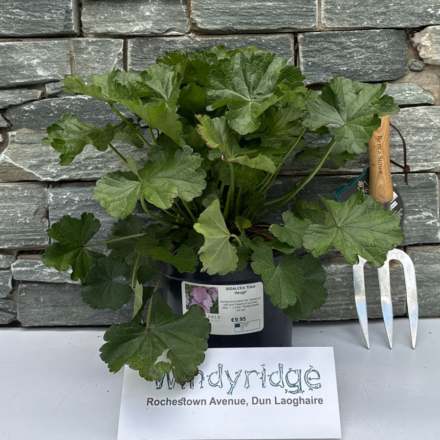 Sidalcea Elsie Heugh - Herbaceous - Windyridge Garden Centre