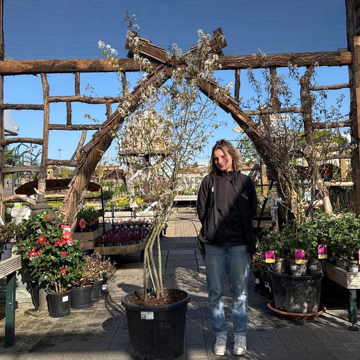 Amelanchier Lamarckii C70 Multistem 200/250 - Trees - Windyridge Garden Centre