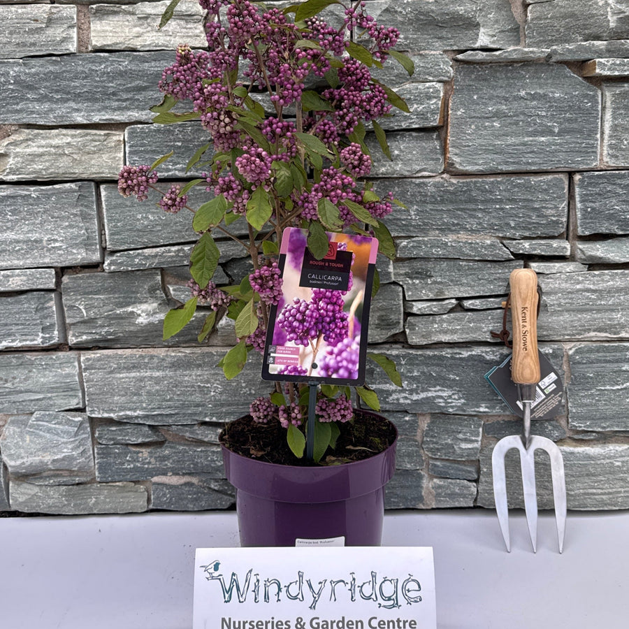 Callicarpa Bod. Profusion - Shrubs - Windyridge Garden Centre