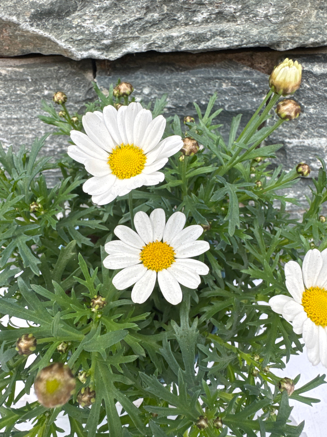 Argyranthemum La Rita Comp White