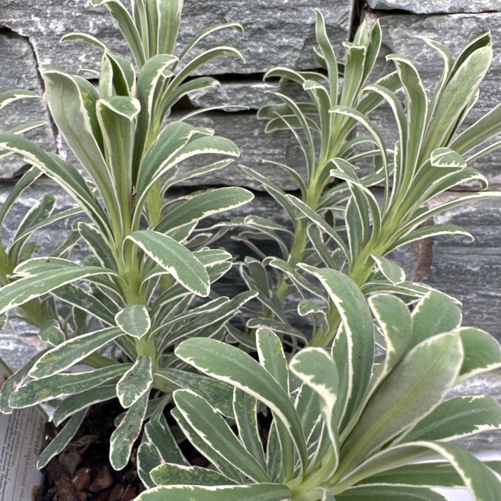 EUPHORBIA Glacier Blue