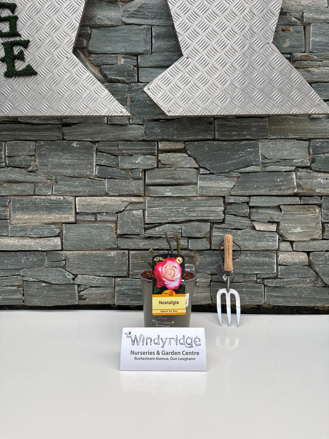 ROSA NOSTALGIA Hybrid Tea
