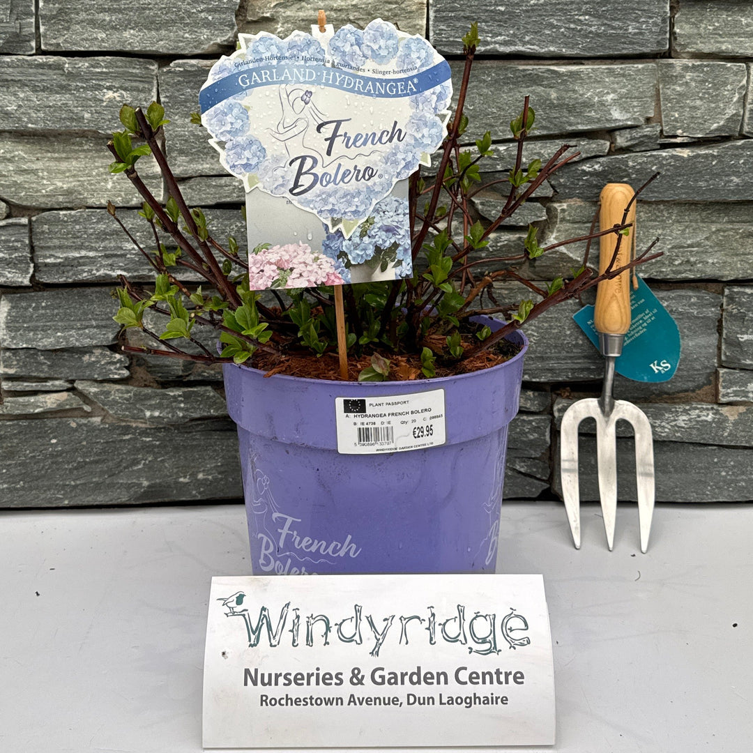 Hydrangea French Bolero - Shrubs - Windyridge Garden Centre