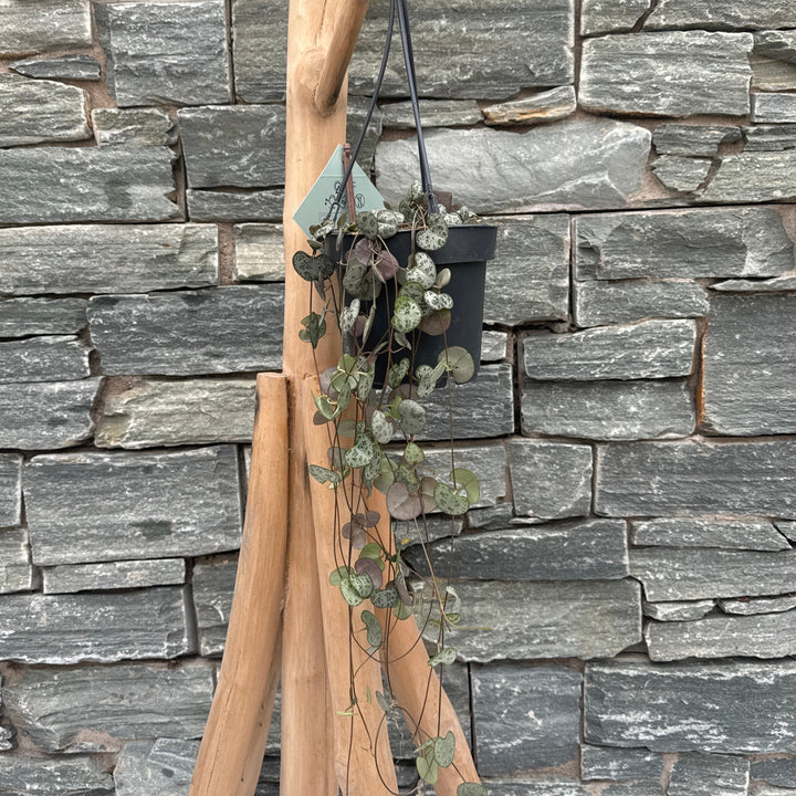 Ceropegia woodii in hanging pot