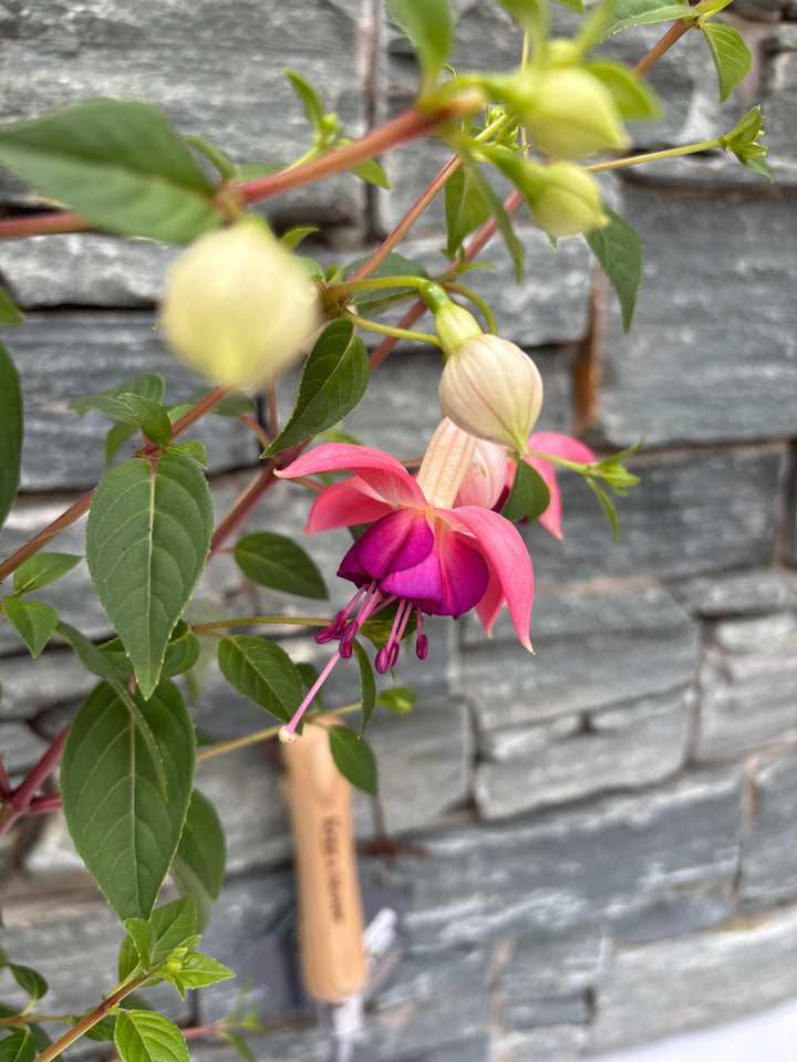 Fuchsia 'Paula Jane'  P17 - Shrubs - Windyridge Garden Centre