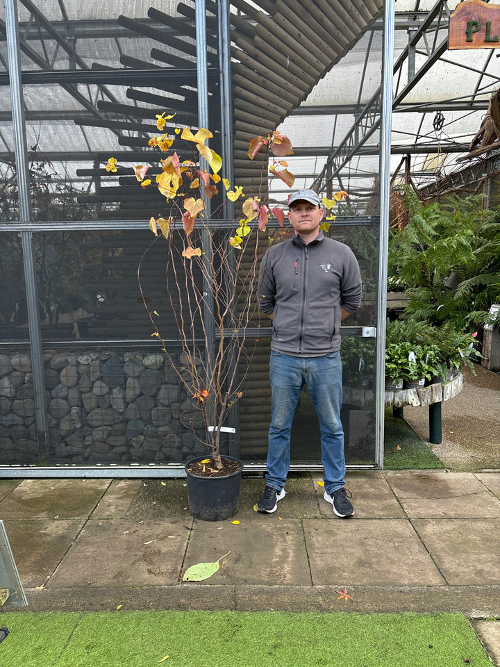 Cercis can. Eternal Flame