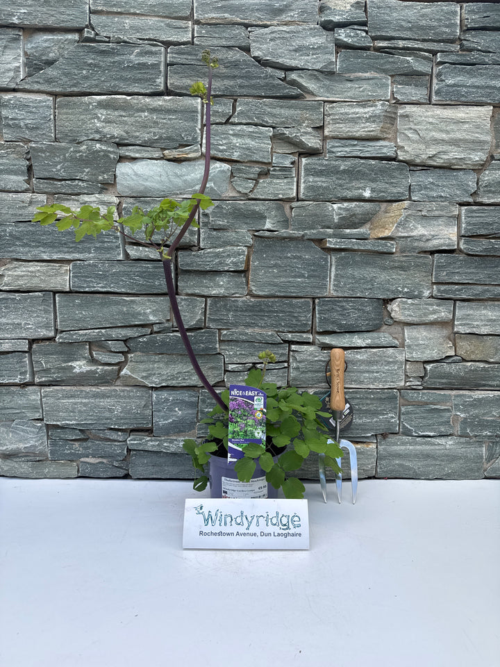 Thalictrum Black Stockings
