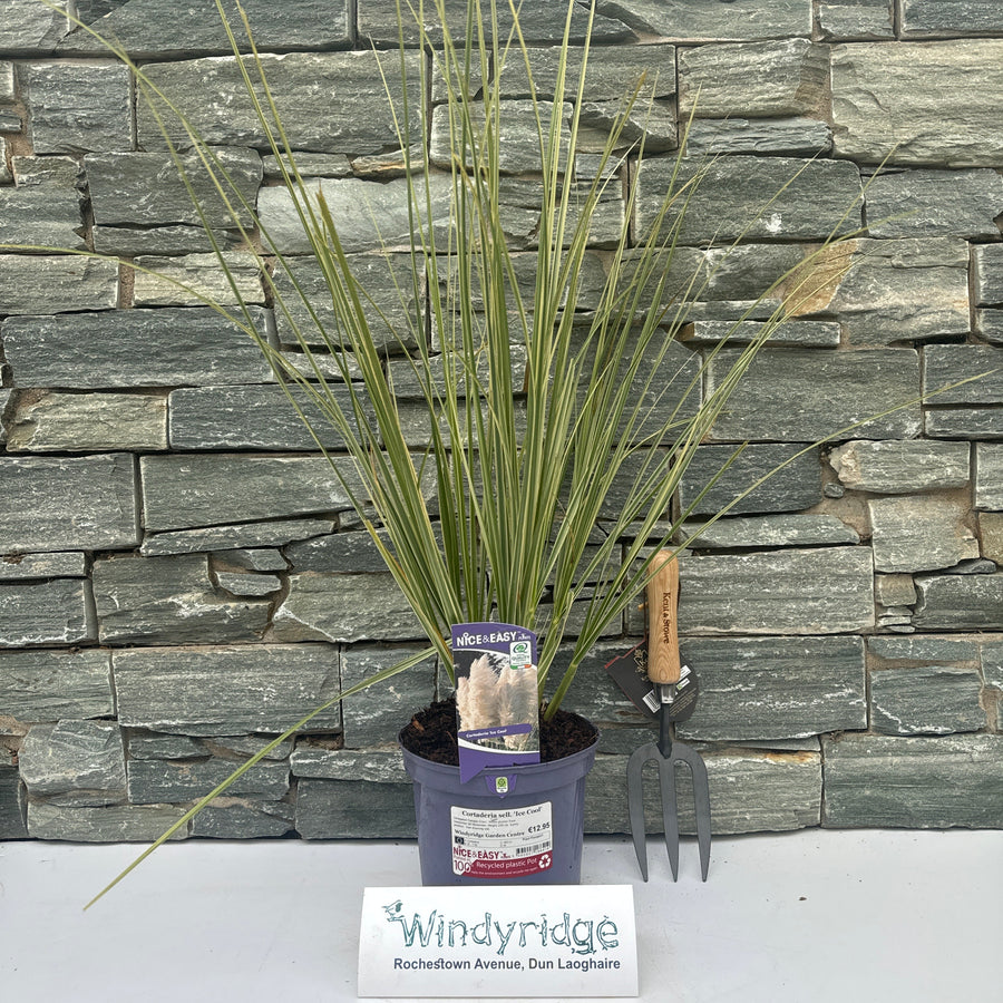 Cortaderia Sell. Ice Cool - Herbaceous - Windyridge Garden Centre