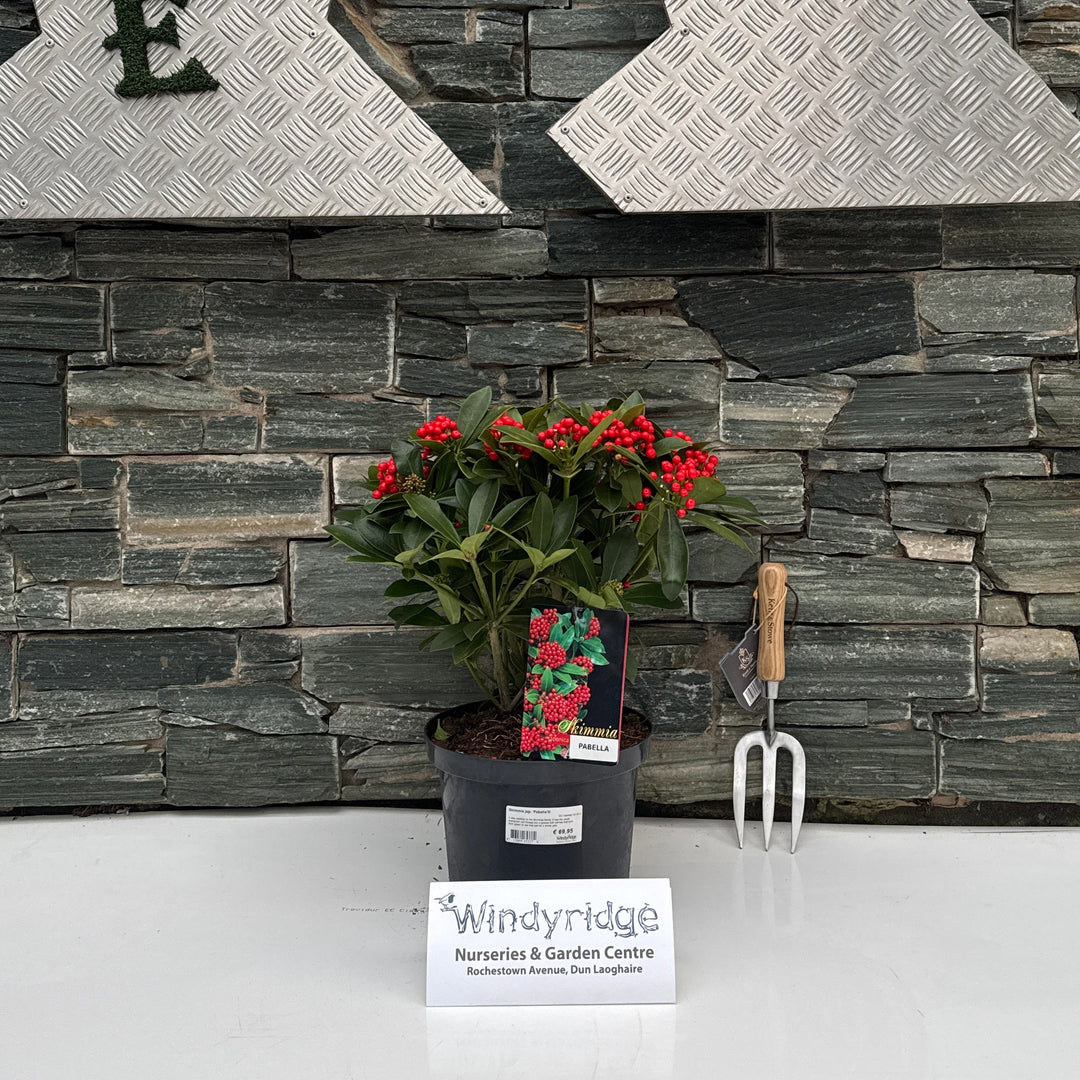 Decorative wall with stone texture and a small plant with red berries