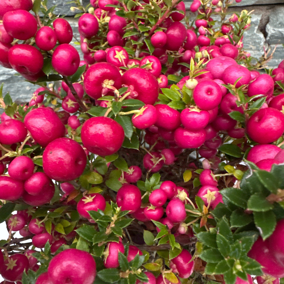 Pernettya mucronata red  2 Ltr pot