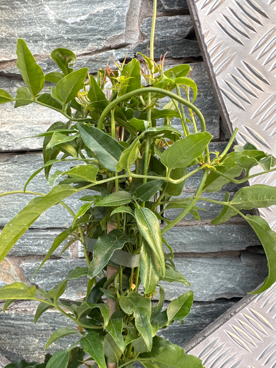 JASMINUM OFFICINALIS AFFINE