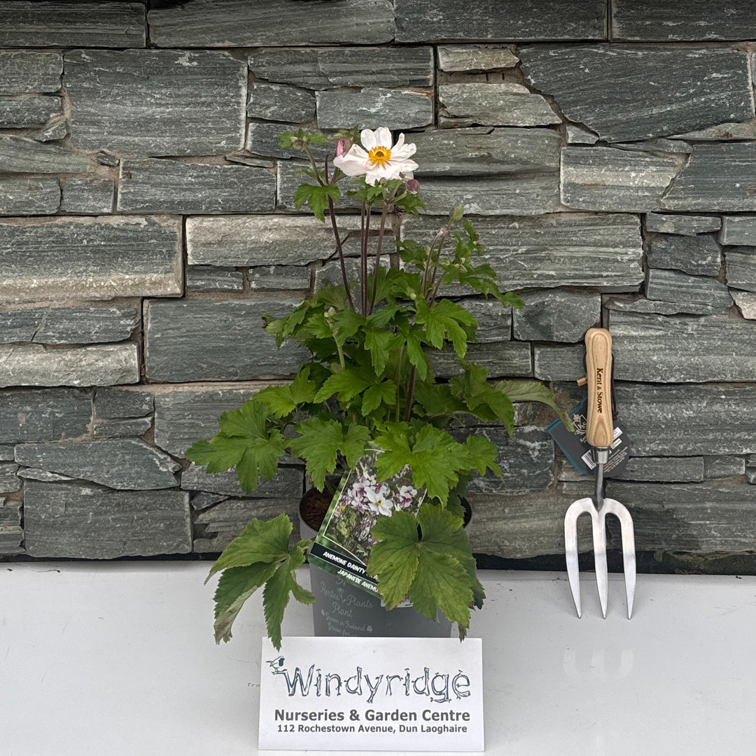 ANEMONE IN VARIETIES