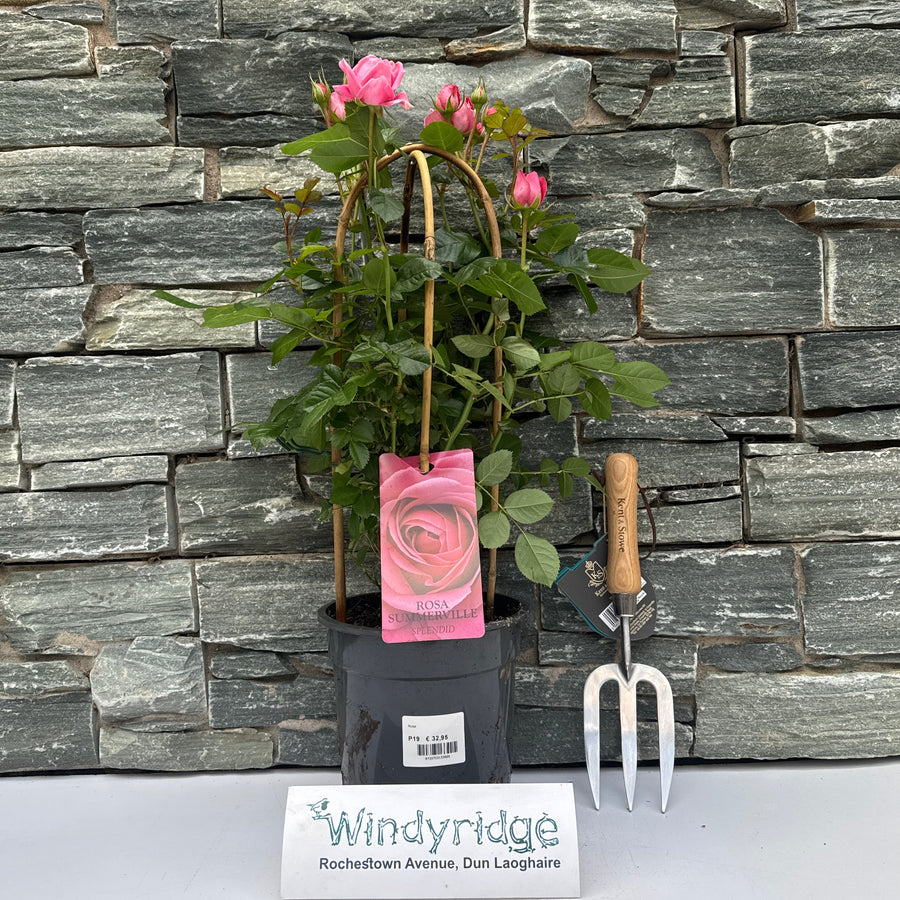 Rosa Summerville Splendid - Roses - Windyridge Garden Centre