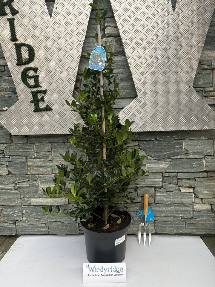 Ilex aquif. J.C. van Tol 80-100 CM