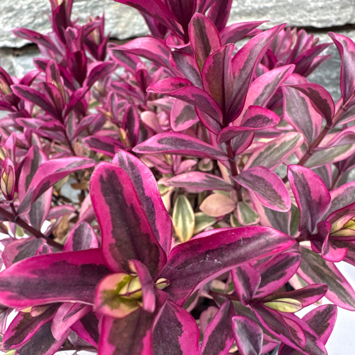 HEBE Pink Chocolate