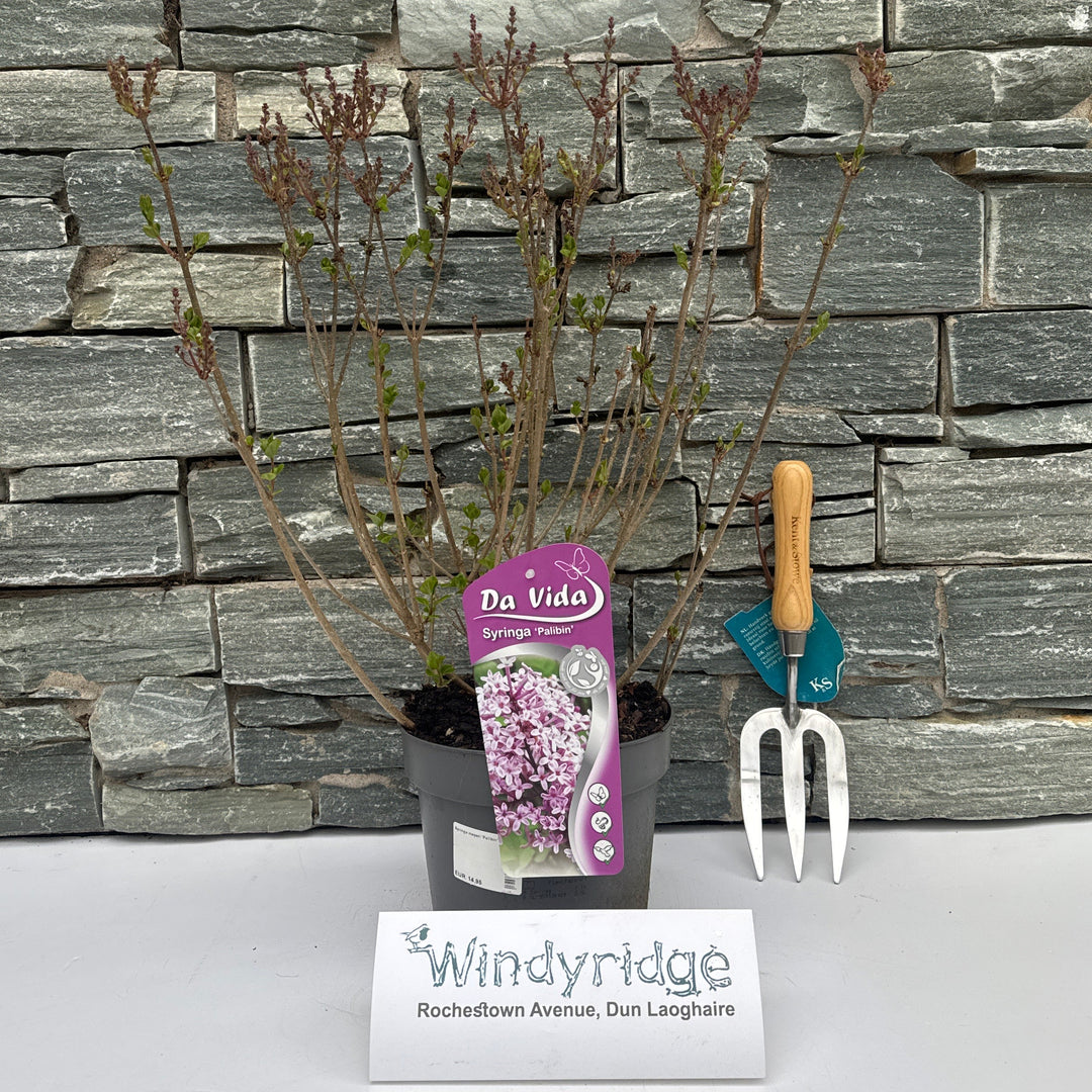 Syringa Meyeri Palibin - Shrubs - Windyridge Garden Centre