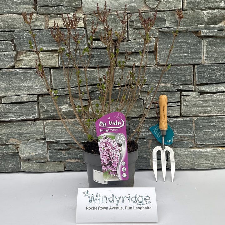 Syringa Meyeri Palibin - Shrubs - Windyridge Garden Centre