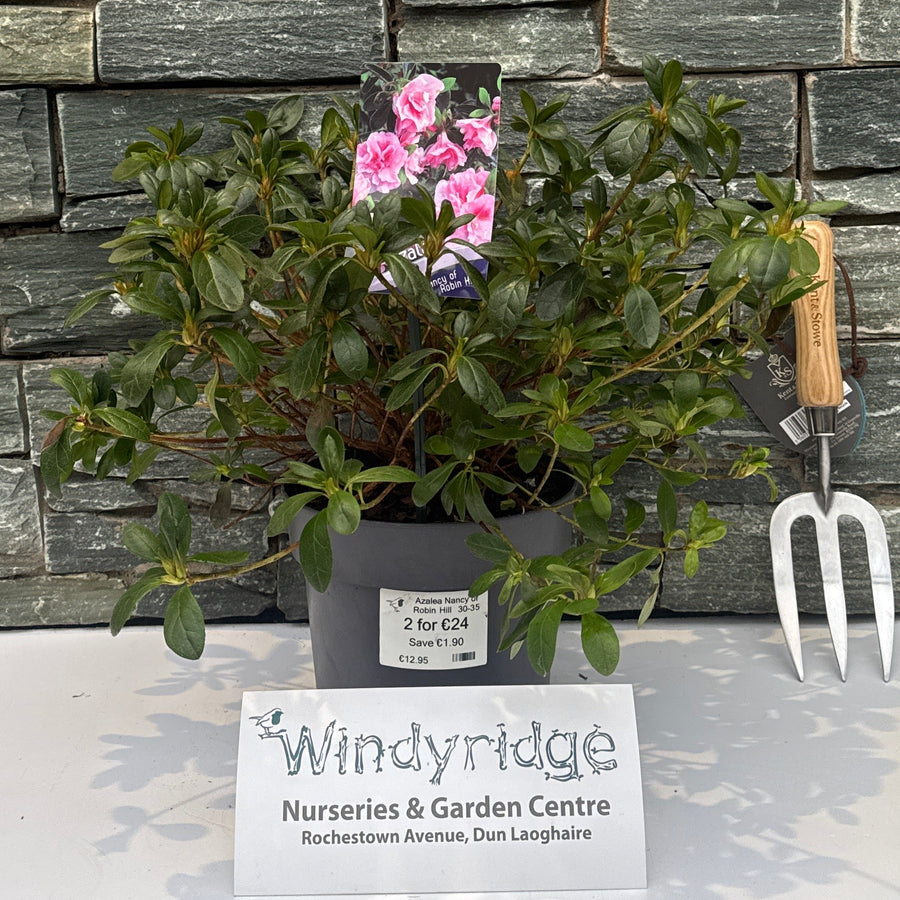 Azalea Nancy Of Robin Hill  30-35Cm - Shrubs - Windyridge Garden Centre