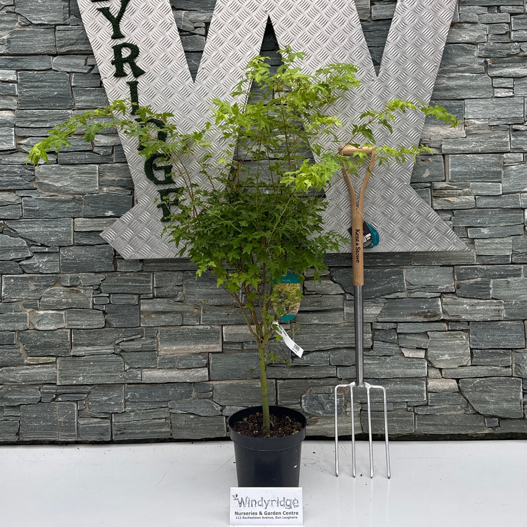 Acer pal. 'Sangokaku' 120-140 cm. C7.5