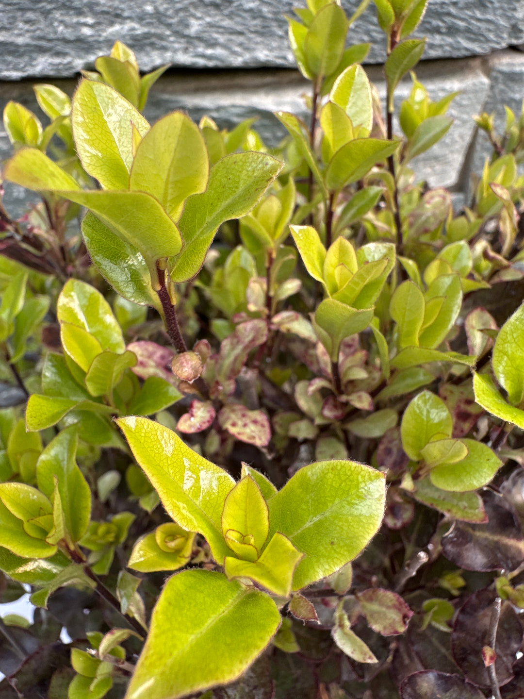 Pittsporum Tom Thumb