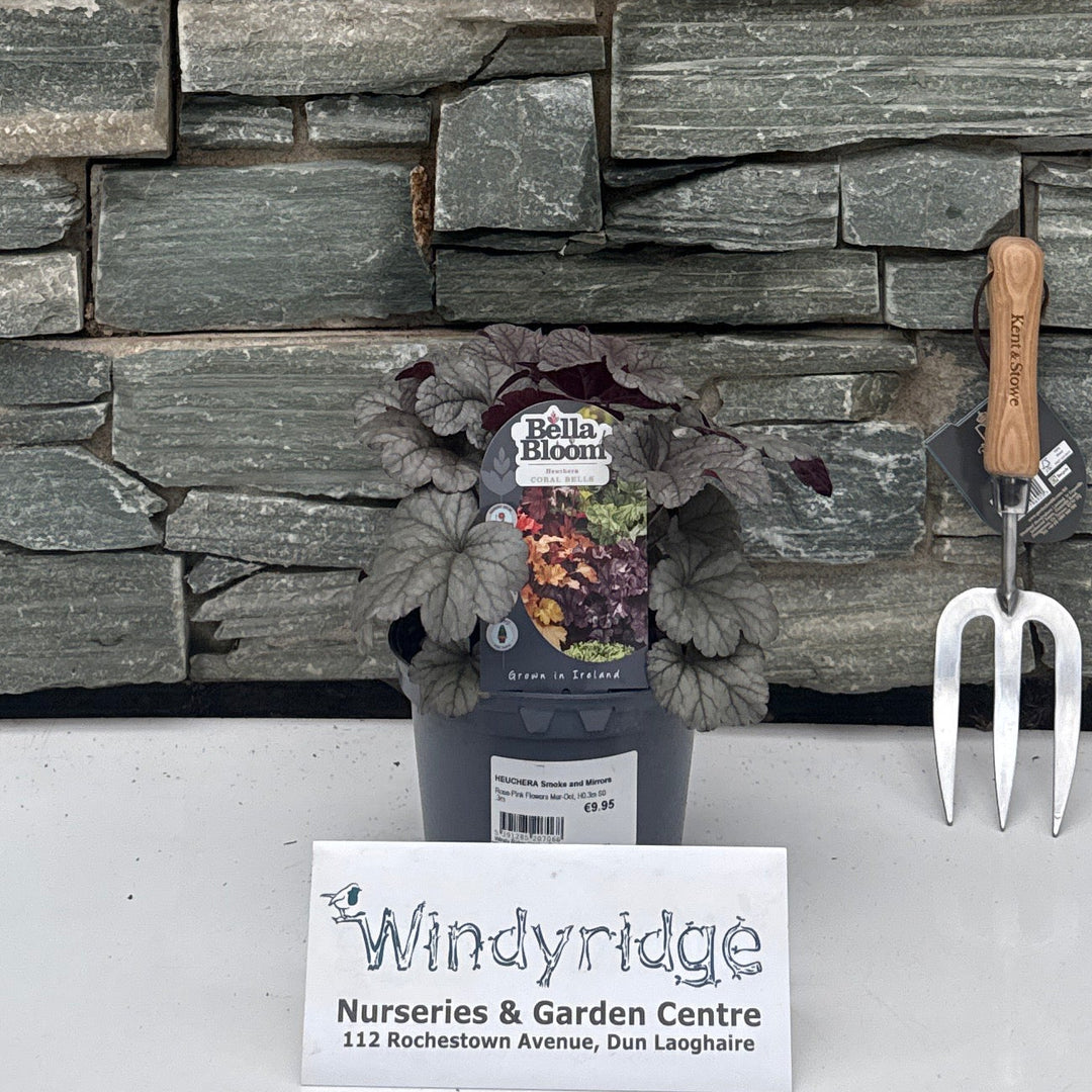 HEUCHERA Smoke and Mirrors