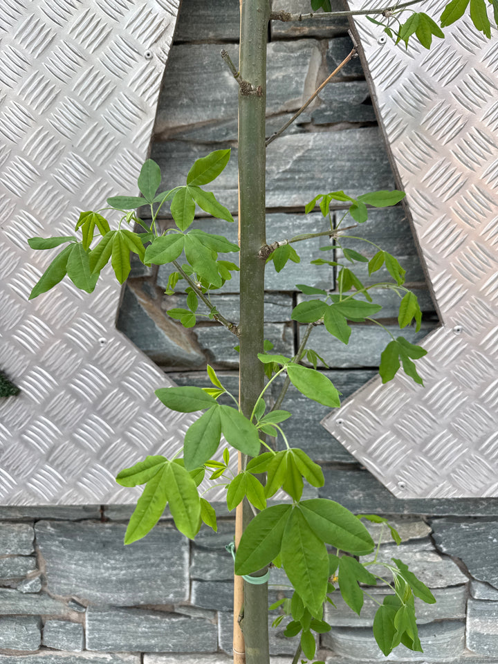 LABURNUM WATERII VOSSII