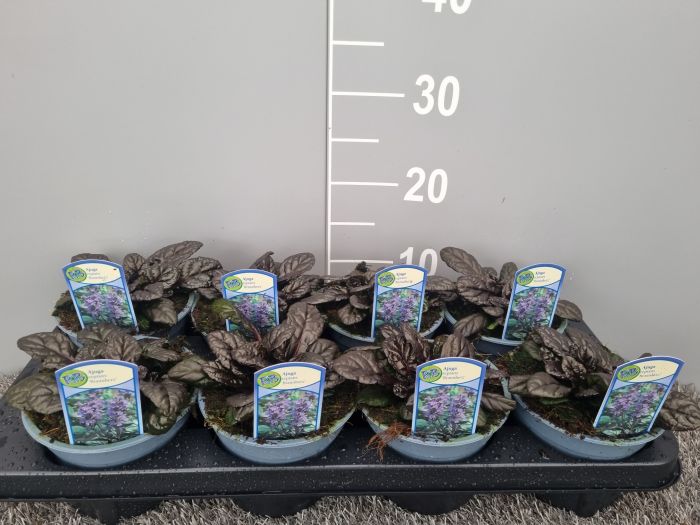 Ajuga reptans  Braunherz