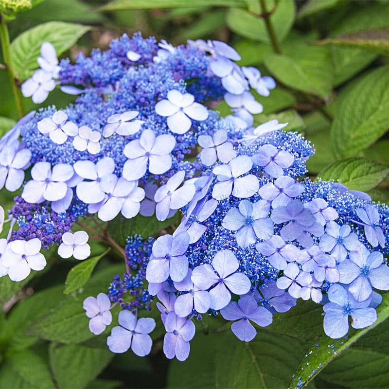 Hydrangea macr. Teller Blue  P23 7+ flower