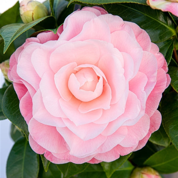 Camellia Jap. Nuccios Cameo - Shrubs - Windyridge Garden Centre