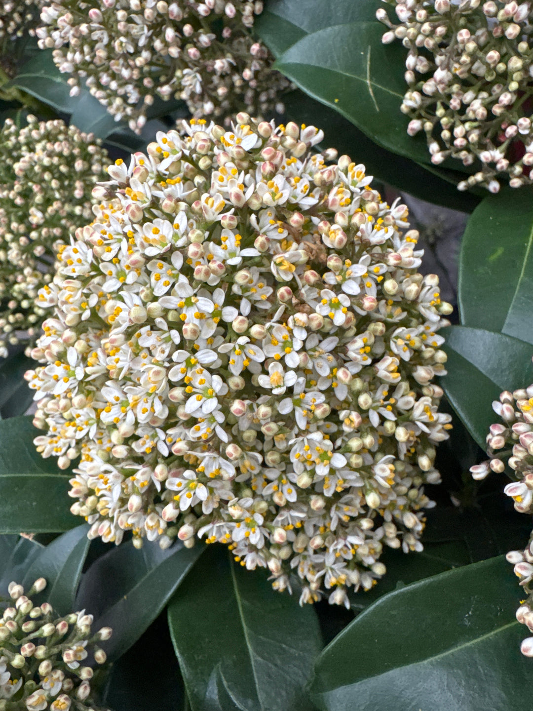 Skimmia jap. Fragrant Cloud  1.5 Ltr pot