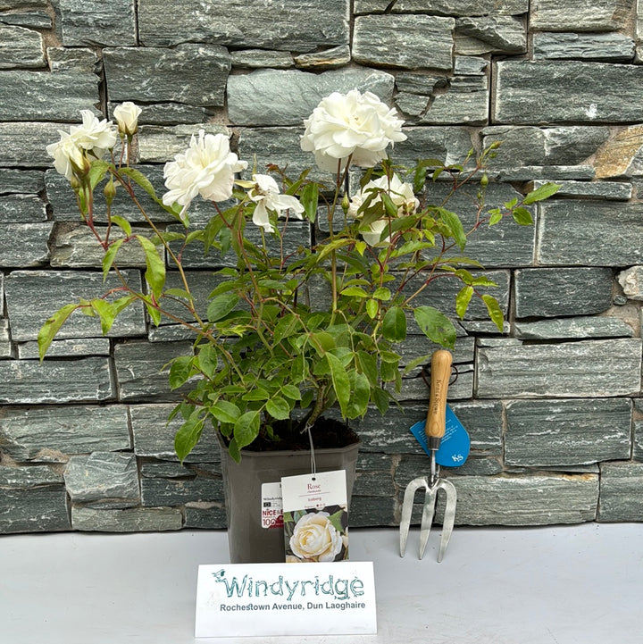 Rosa Iceberg 4.5L