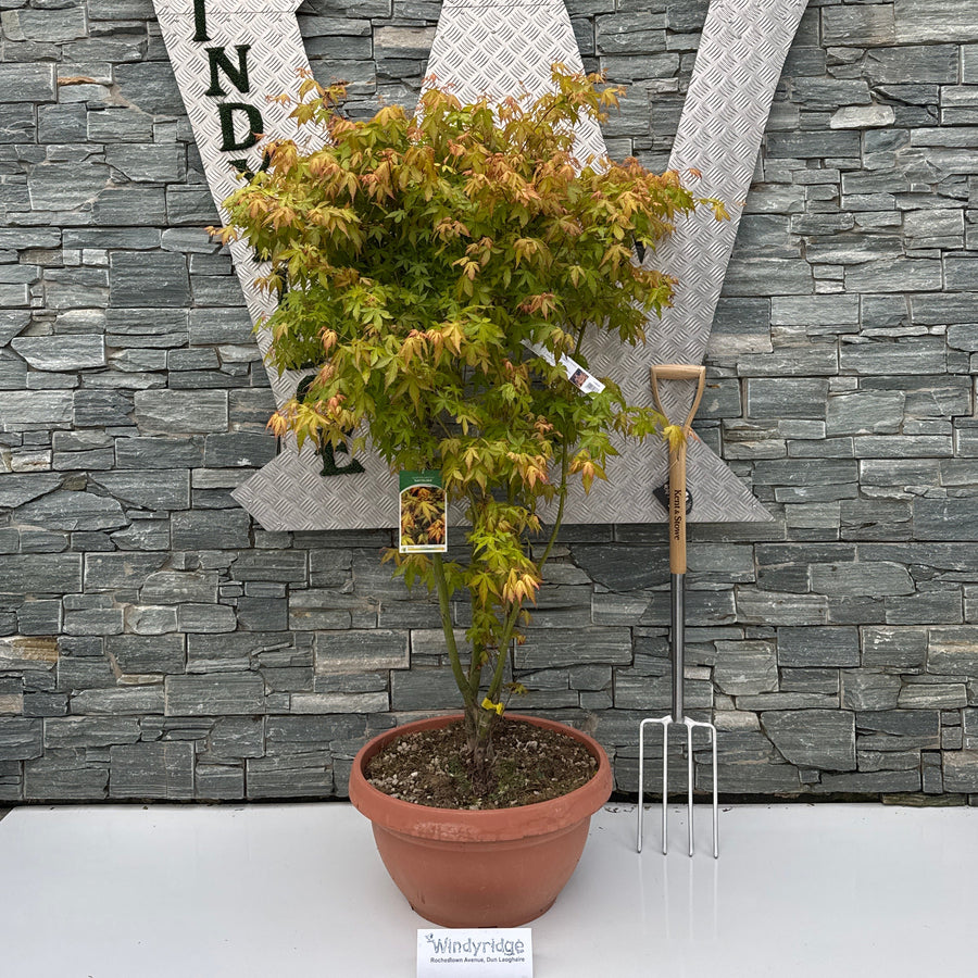 Acer Palm. Katsura Ciotola 55 Lt 40 H 125 Cm     Ceppaia Ombrello - Trees - Windyridge Garden Centre