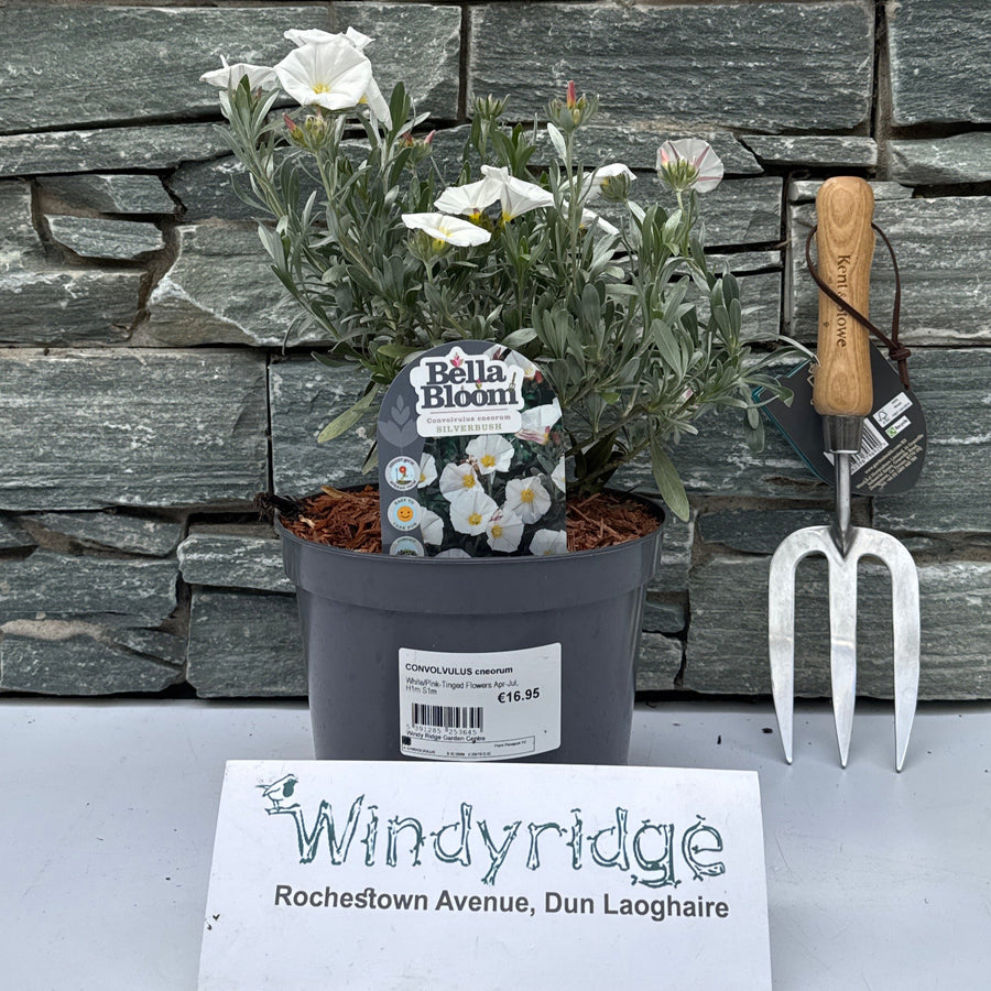 Convolvulus Cneorum - Shrubs - Windyridge Garden Centre