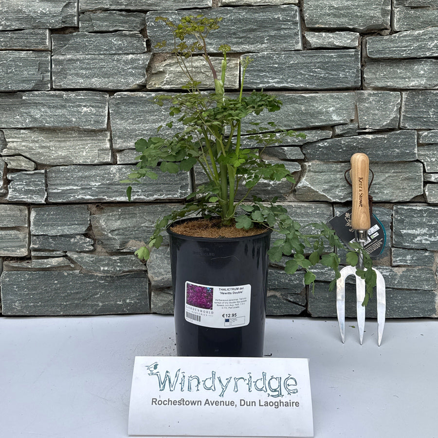 THALICTRUM del. 'Hewitts Double' 3LD - Herbaceous - Windyridge Garden Centre