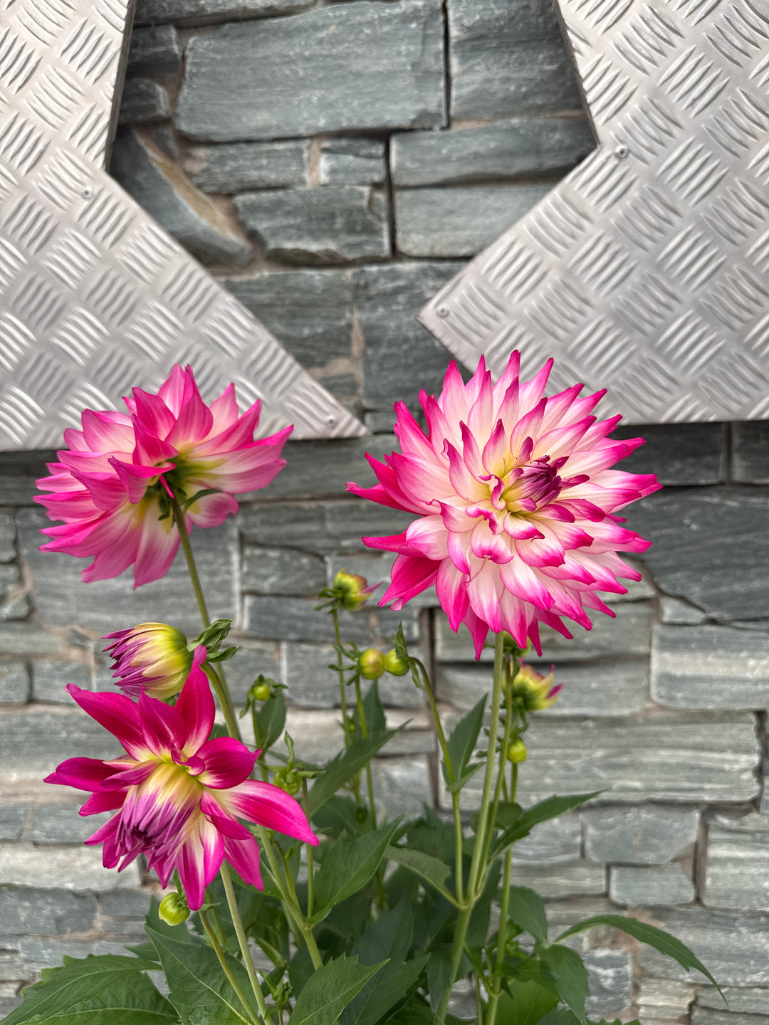Big Dahlia Maggiore Xtra Large 3ltr