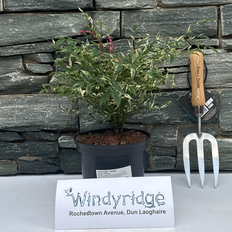 Nandina Dom. 'Twilight' 2 Ltr Pot - Shrubs - Windyridge Garden Centre