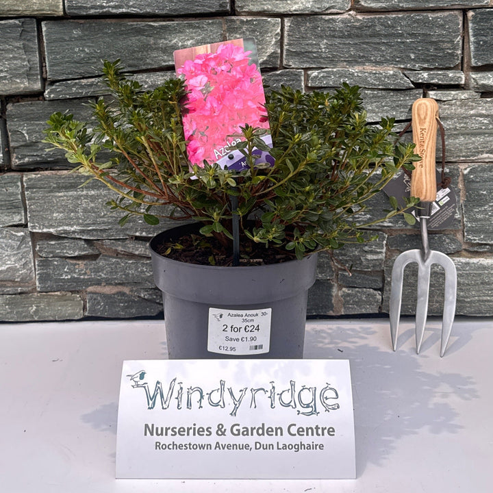 Azalea Anouk  30-35Cm - Shrubs - Windyridge Garden Centre