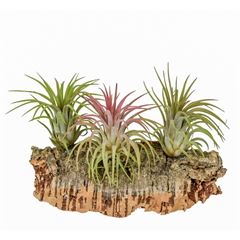 Arr.  Tillandsia L% 12cm