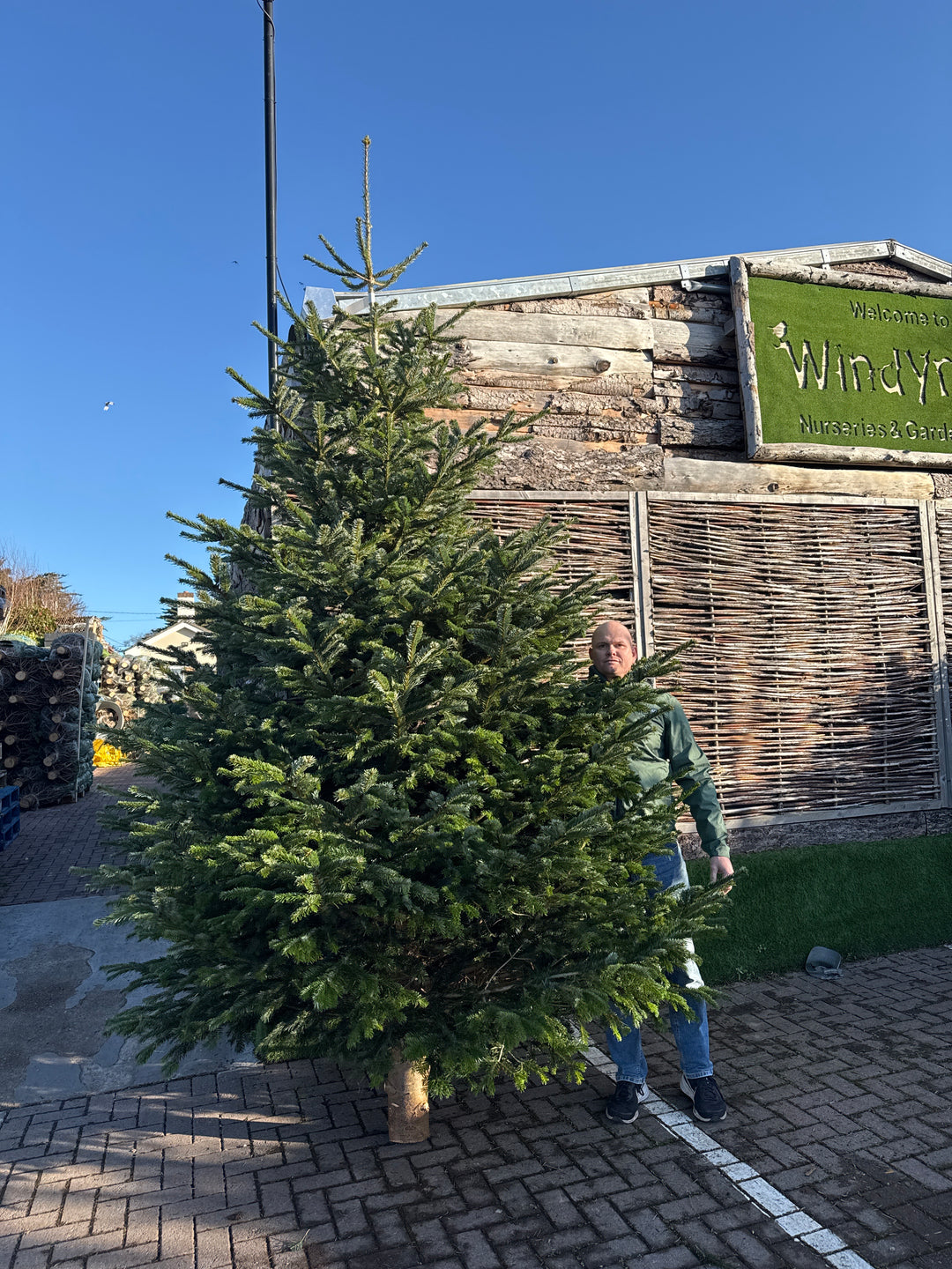 Real Christmas Tree Premium Nordman Fir White Tag 10Ft-12Ft (300-365Cm) - Real Christmas Trees - Windyridge Garden Centre