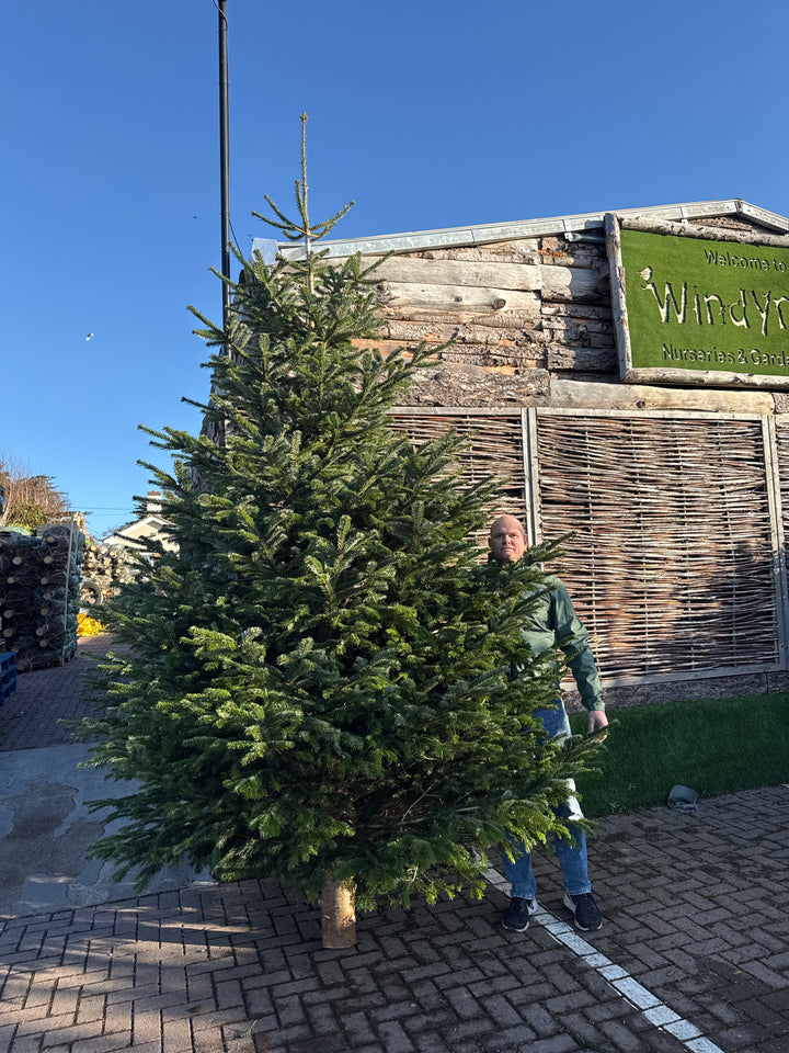 Real Christmas Tree Premium Nordman Fir White Tag 10Ft-12Ft (300-365Cm) - Real Christmas Trees - Windyridge Garden Centre