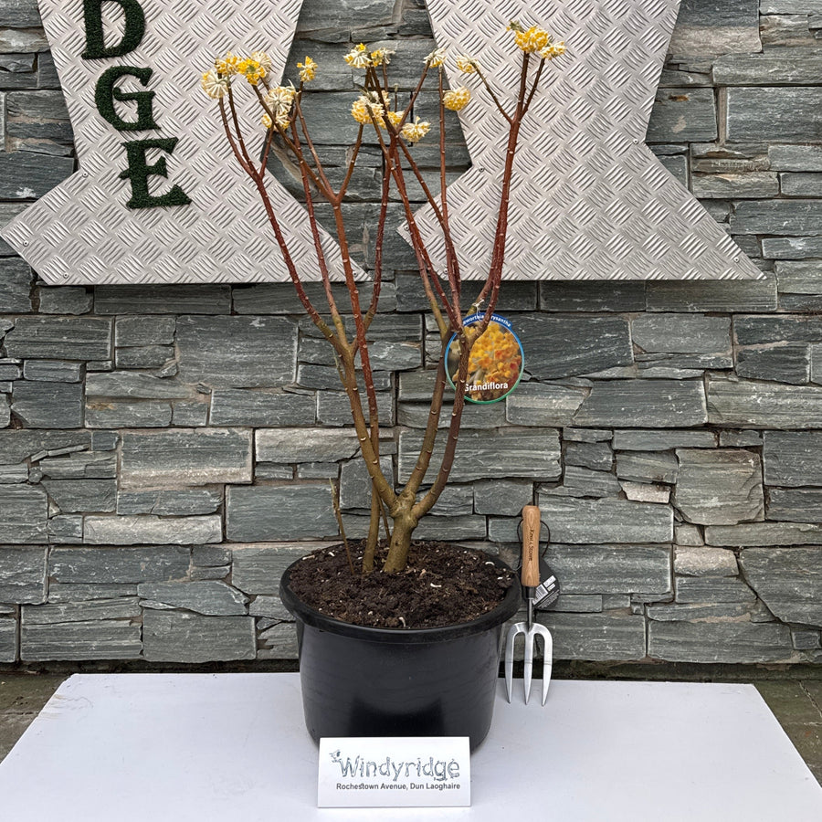 Edgeworthia Chrys. Grandiflora - Shrubs - Windyridge Garden Centre