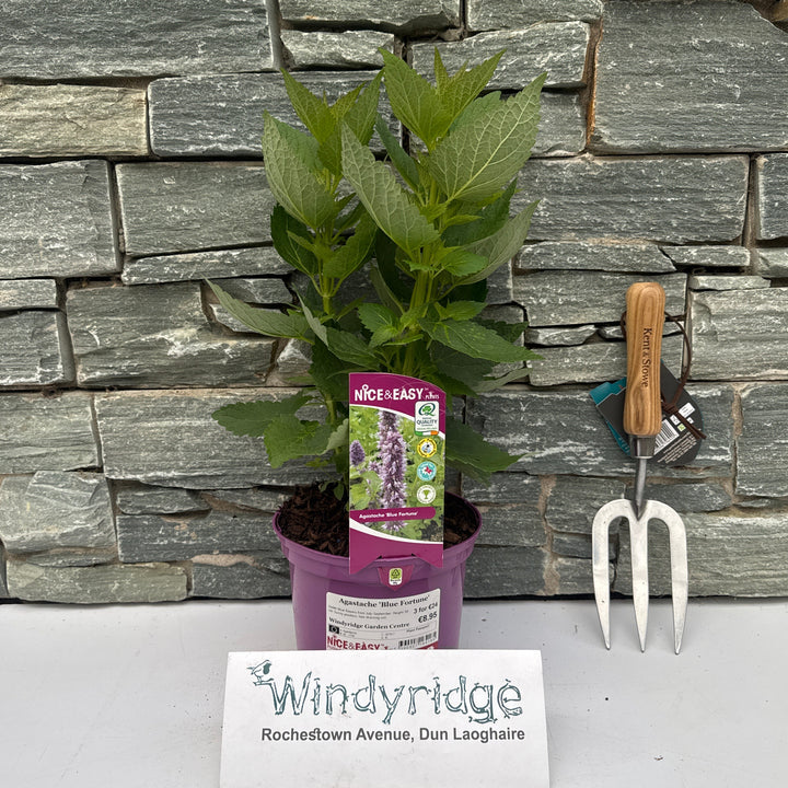 Agastache Blue Fortune