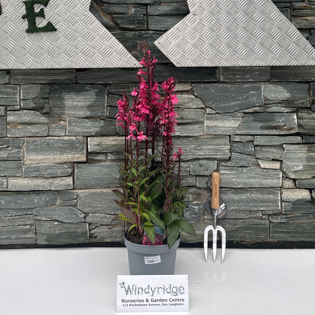 Lobelia Starship Deep Rose 3Lt