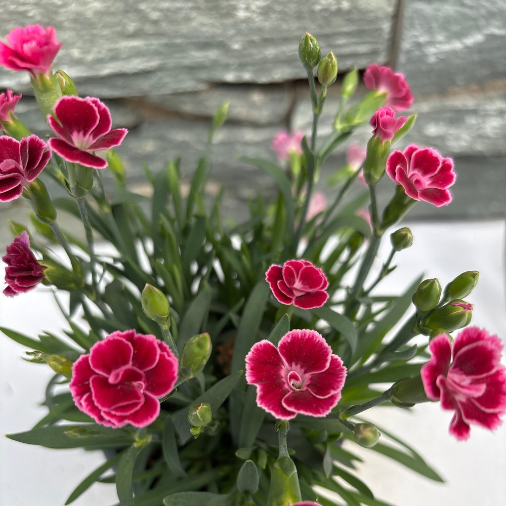 Dianthus Lucky Lips Lara   P10.5 - Bedding - Windyridge Garden Centre