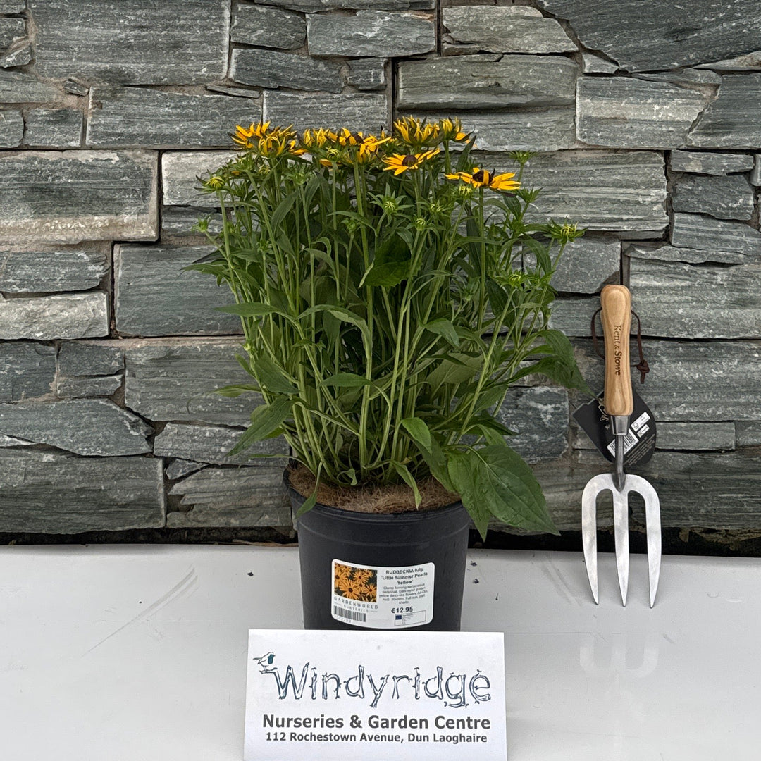 RUDBECKIA fulg. 'Little Summer Pearls Yellow'