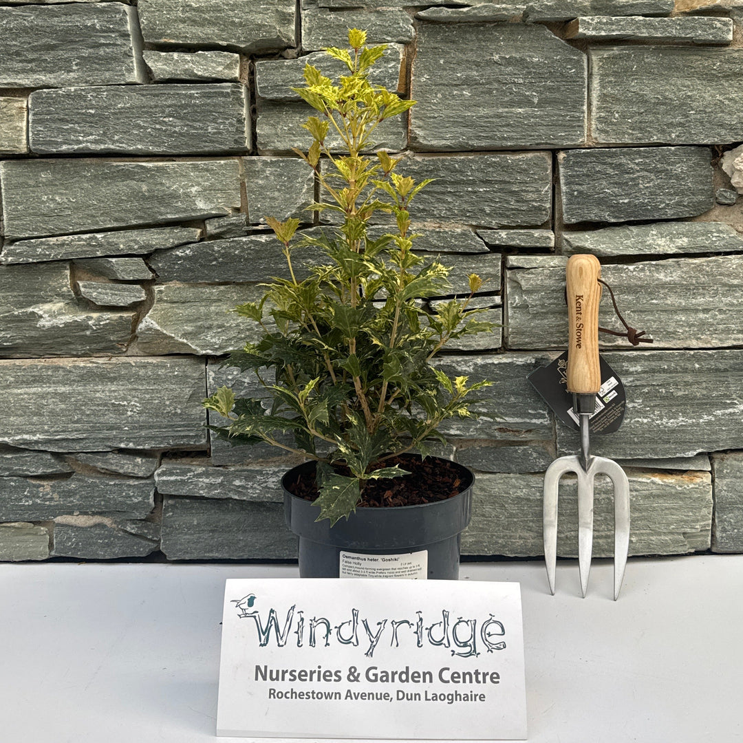 Osmanthus heter. Goshiki  2 Ltr pot