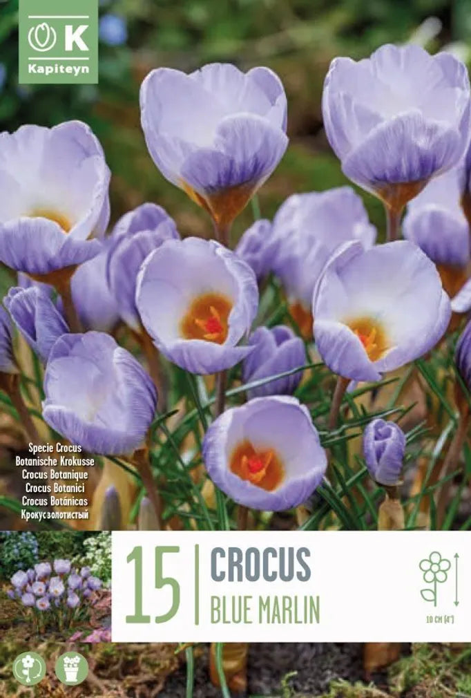CROCUS SPECIE BLUE MARLIN X 15