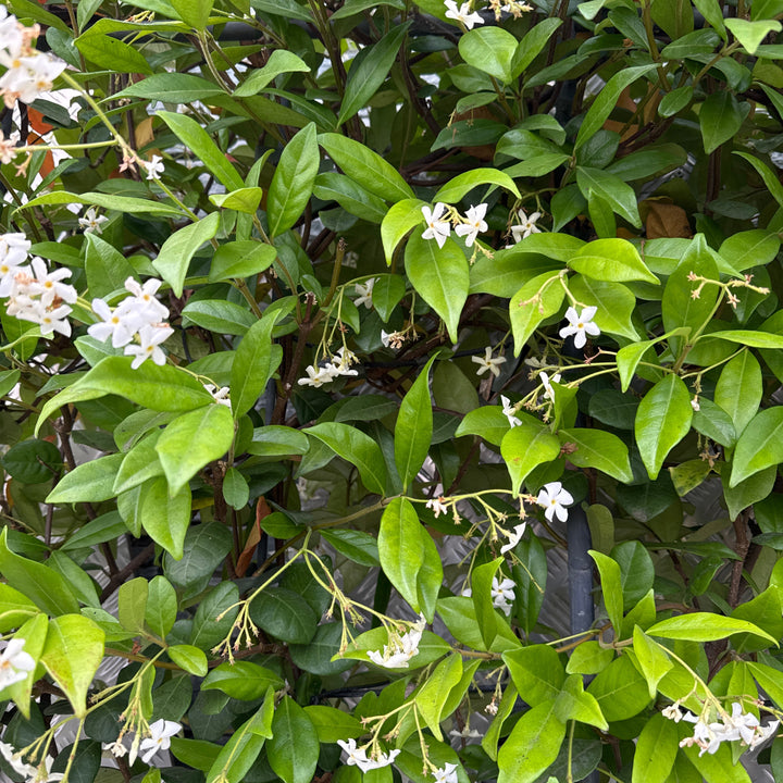 TRACHELOSPERMUM jasminoides Pleached 1,00   30L