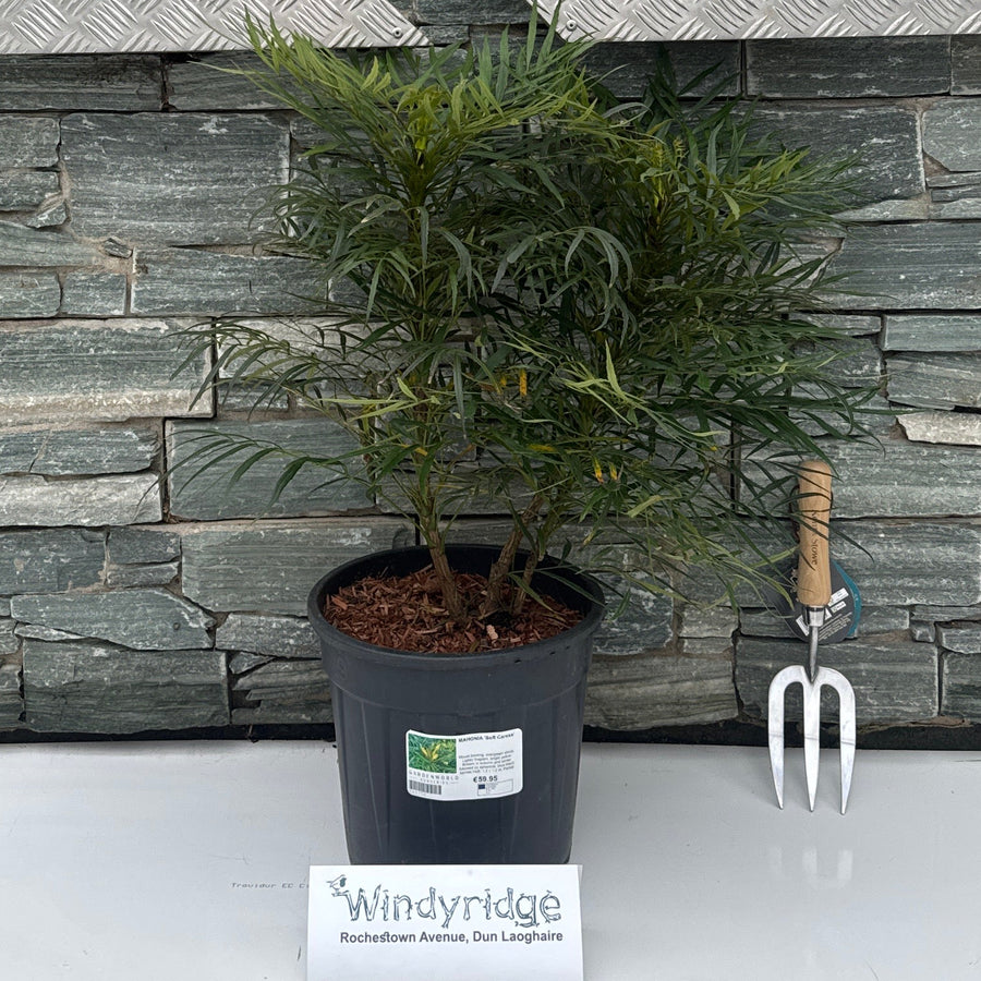 Mahonia Soft Caress G - Shrubs - Windyridge Garden Centre